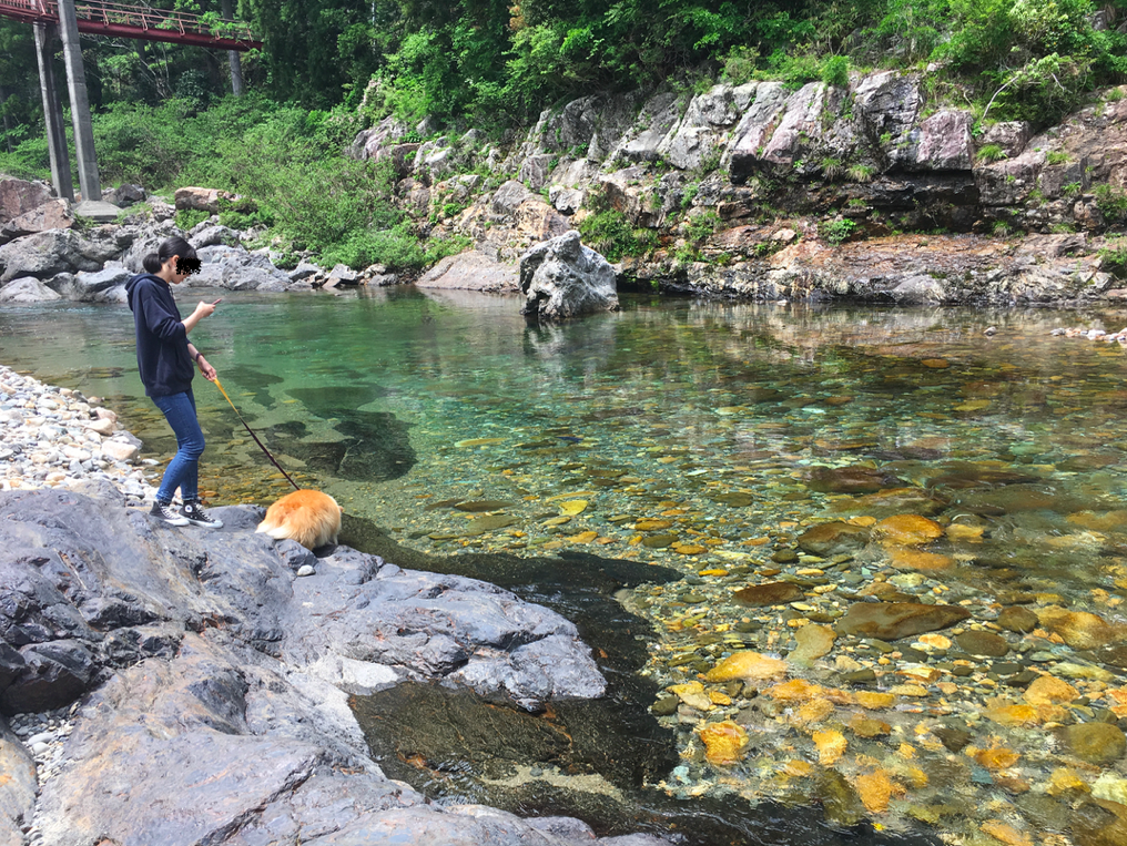 抜群の透明度 岐阜の清流 板取川で犬と川遊び 旧村尾商店ブログ