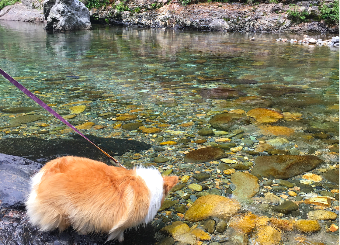 抜群の透明度 岐阜の清流 板取川で犬と川遊び 旧村尾商店ブログ